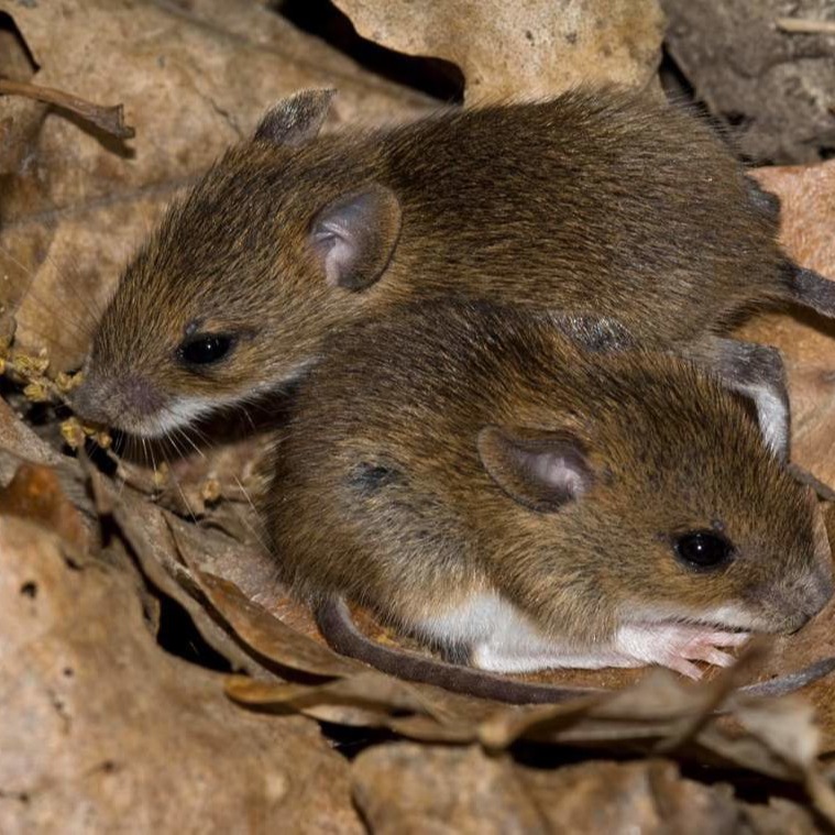 Уничтожения мышей в частном доме в Новокуйбышевске?